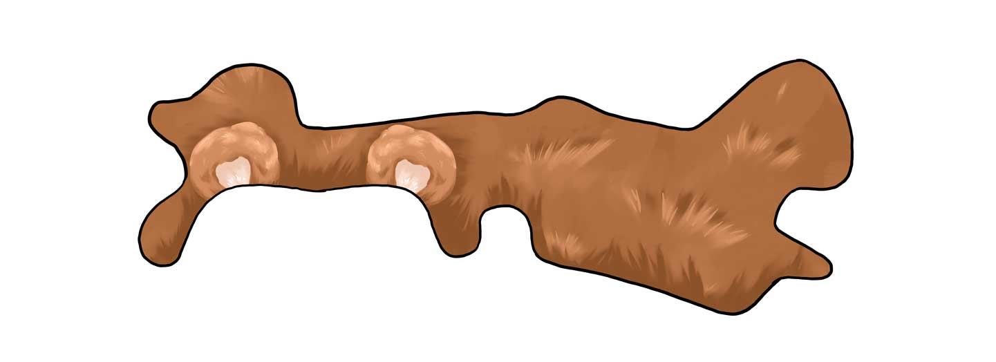 Teddy Bear Doc Band Wrap