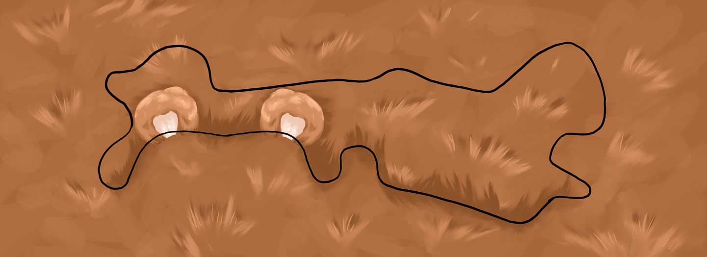 Teddy Bear Doc Band Wrap with doc band outline in the image.